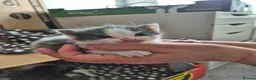 Ragdoll cats for sale: Half ragdoll kittens - Advert 26