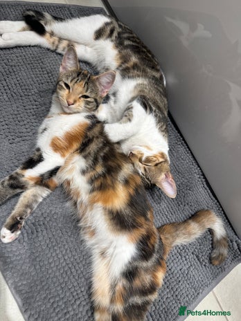 Mixed Breed birds - Advert 3