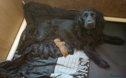 Cocker Spaniel dogs for sale: show cocker spaniel puppies solid colours - Image 1