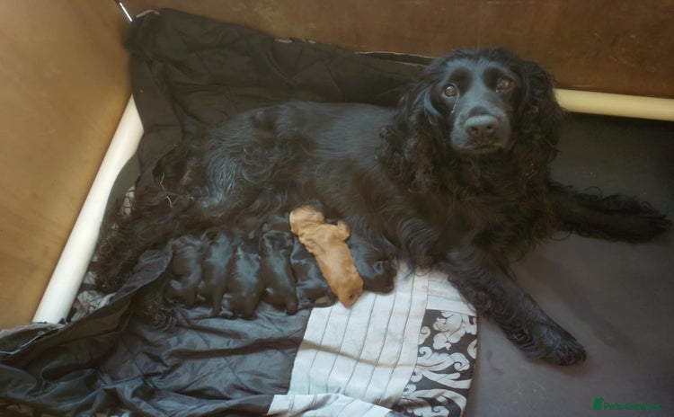 Cocker Spaniel dogs - Advert 1