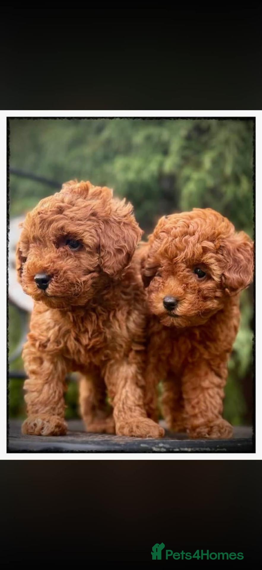 Toy Poodle dogs for sale: Toy Poodle Puppies - Advert 2
