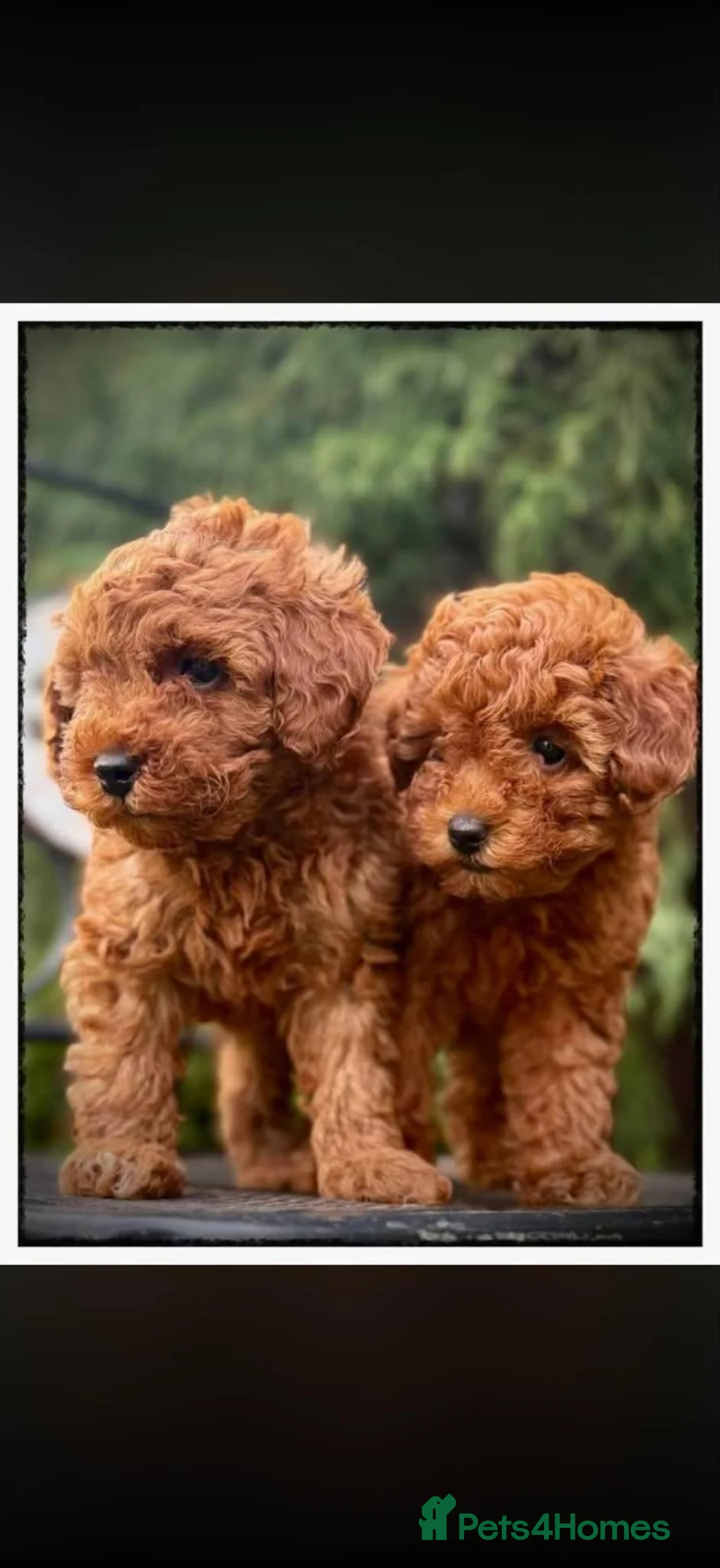 Toy Poodle dogs for sale: Toy Poodle Puppies in Romford - Advert 2
