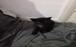 Mixed Breed cats for sale: 1 boy 3 girls  - Image 7