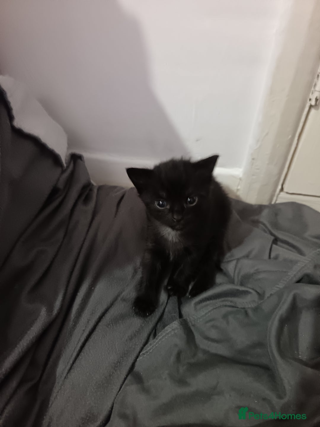 Mixed Breed cats for sale: 1 boy 3 girls  - Image 7