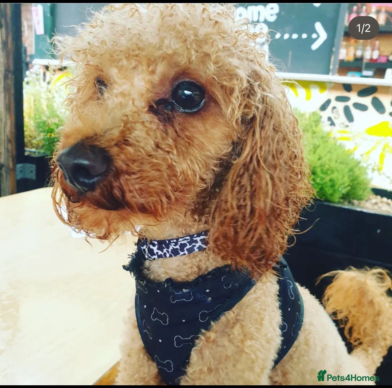 Toy Poodle dogs for stud: Toy Red Poodle Stud - Advert 2