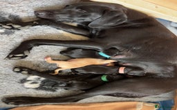 Labrador Retriever dogs for sale: Black Labradors looking for their forever homes - Image 8