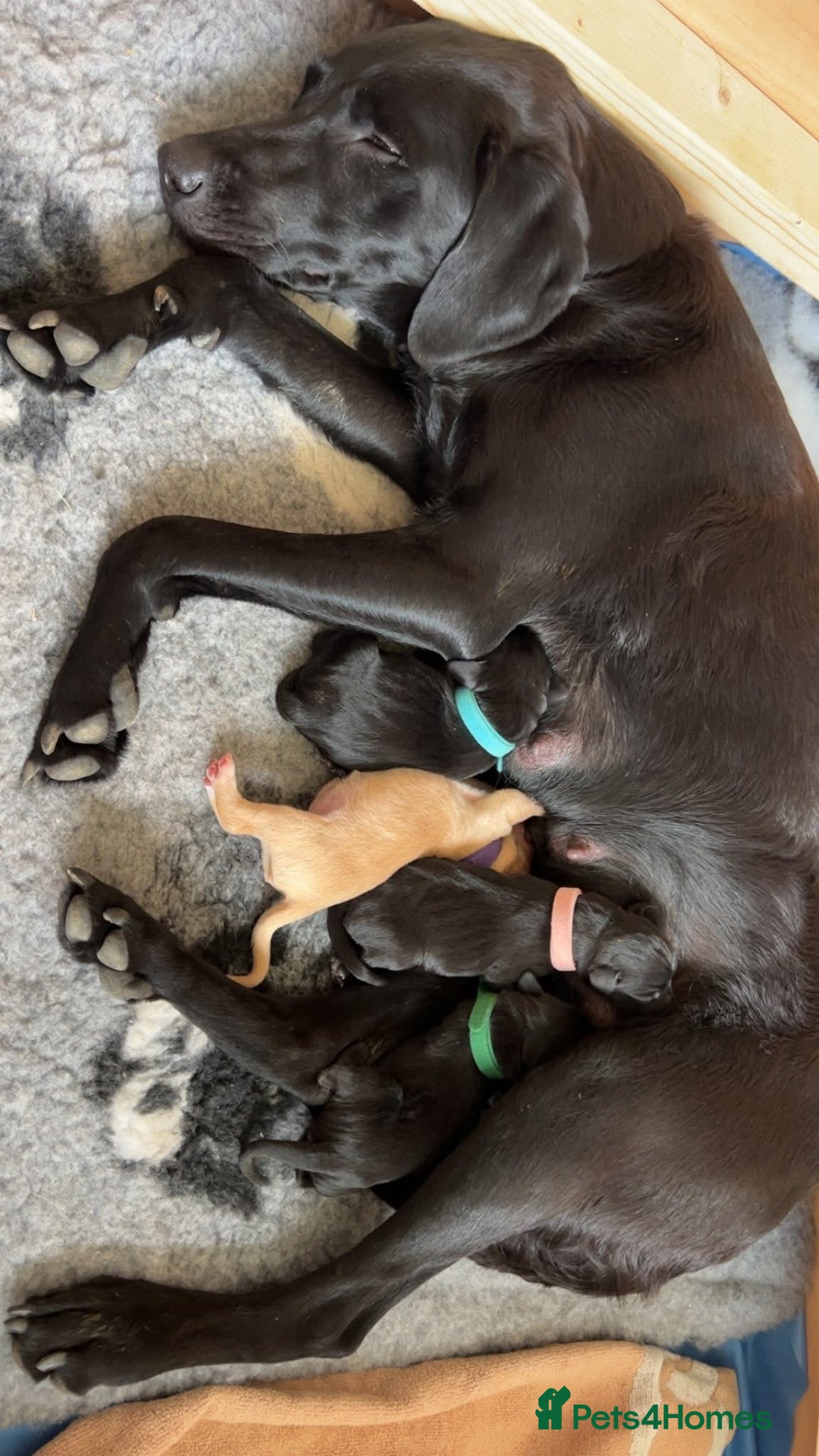 Labrador Retriever dogs for sale: Black Labradors looking for their forever homes - Image 8