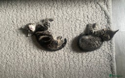 Maine Coon cats for sale: Adorable Tabby Kittens Looking for New Homes 🐾💕” - Image 6
