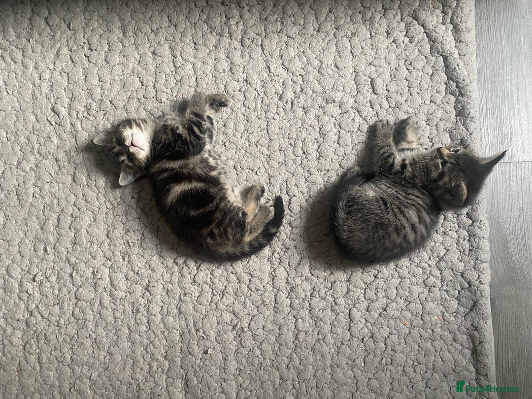 Maine Coon cats for sale: Adorable Tabby Kittens Looking for New Homes 🐾💕” - Image 6
