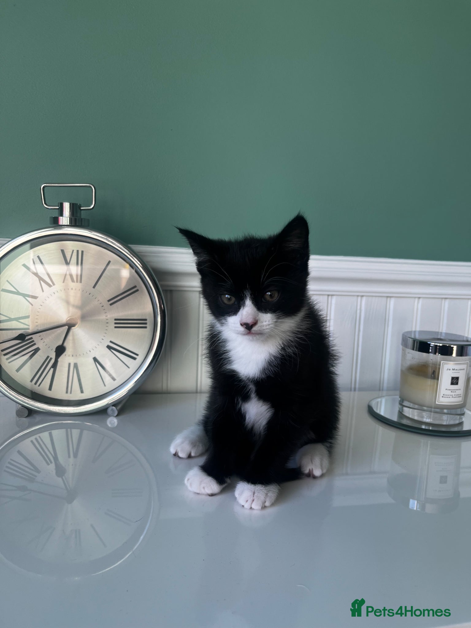 Mixed Breed cats Male black and white kitten  - Advert 1