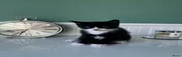 Mixed Breed cats for sale: Male black and white kitten  - Advert 1