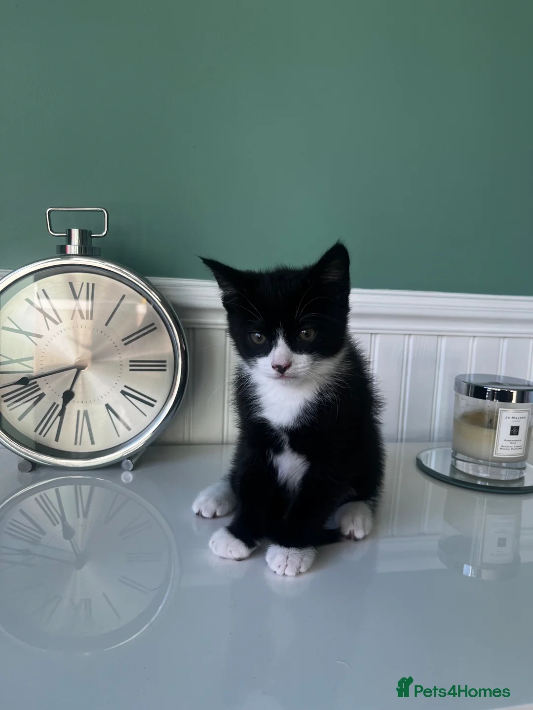 Mixed Breed cats for sale: Male black and white kitten  - Advert 1