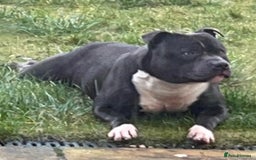 Staffordshire Bull Terrier dogs for stud: STORM - Image 1