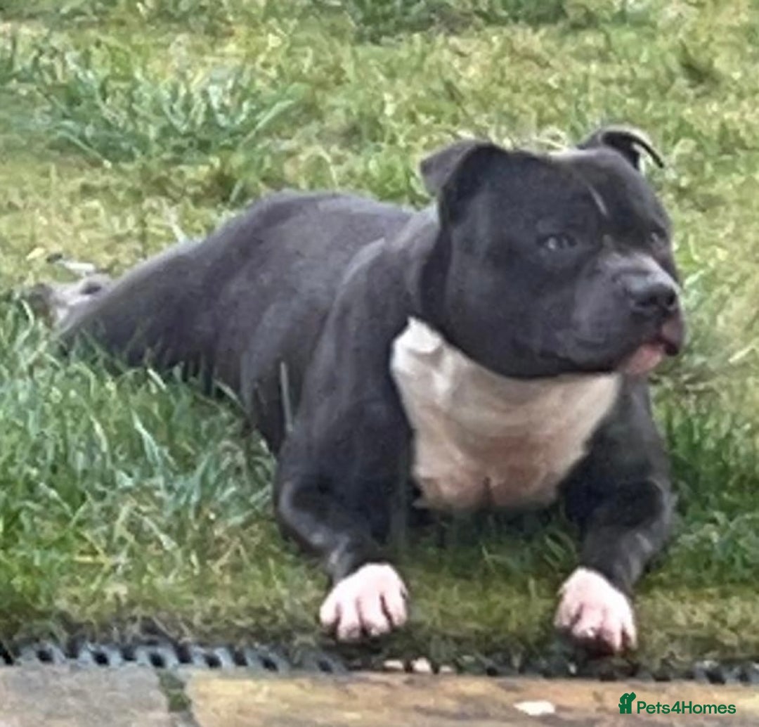 Staffordshire Bull Terrier dogs for stud: STORM - Image 1