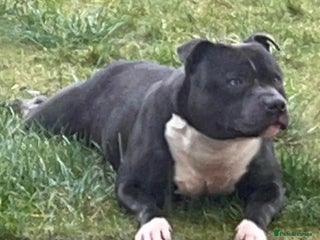 Staffordshire Bull Terrier dogs for stud - Advert 1