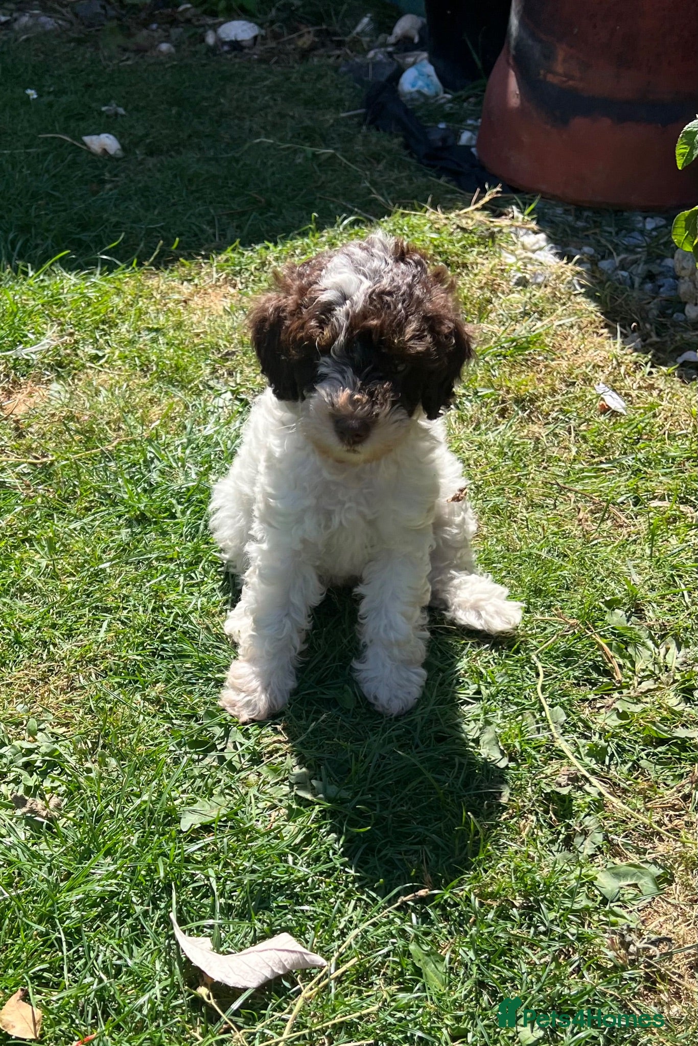 Poodle dogs Adorable Toy Poodle Puppies  - Advert 2