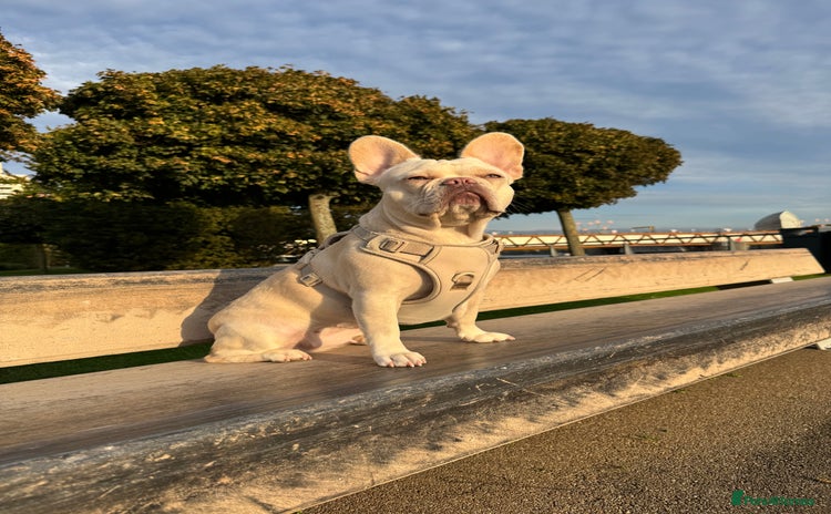French Bulldog dogs - Advert 9