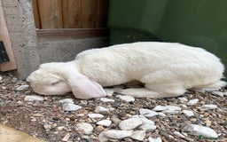 French Lop rabbits for sale: Male French lop - Image 8