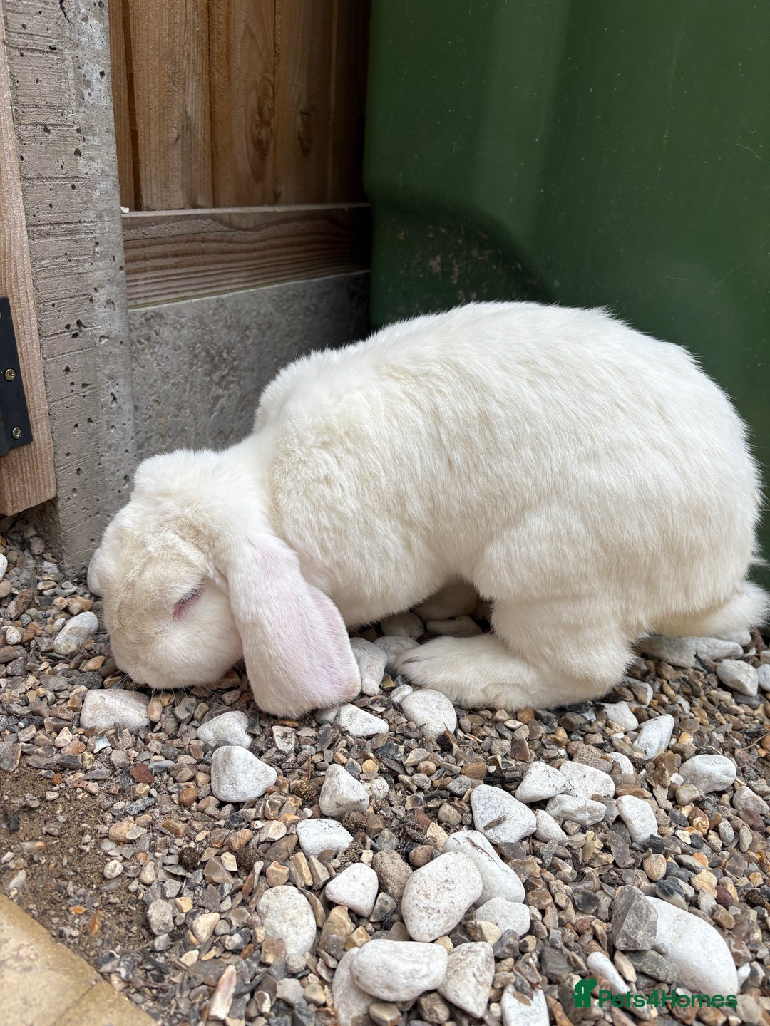 French Lop rabbits for sale: Male French lop - Image 8