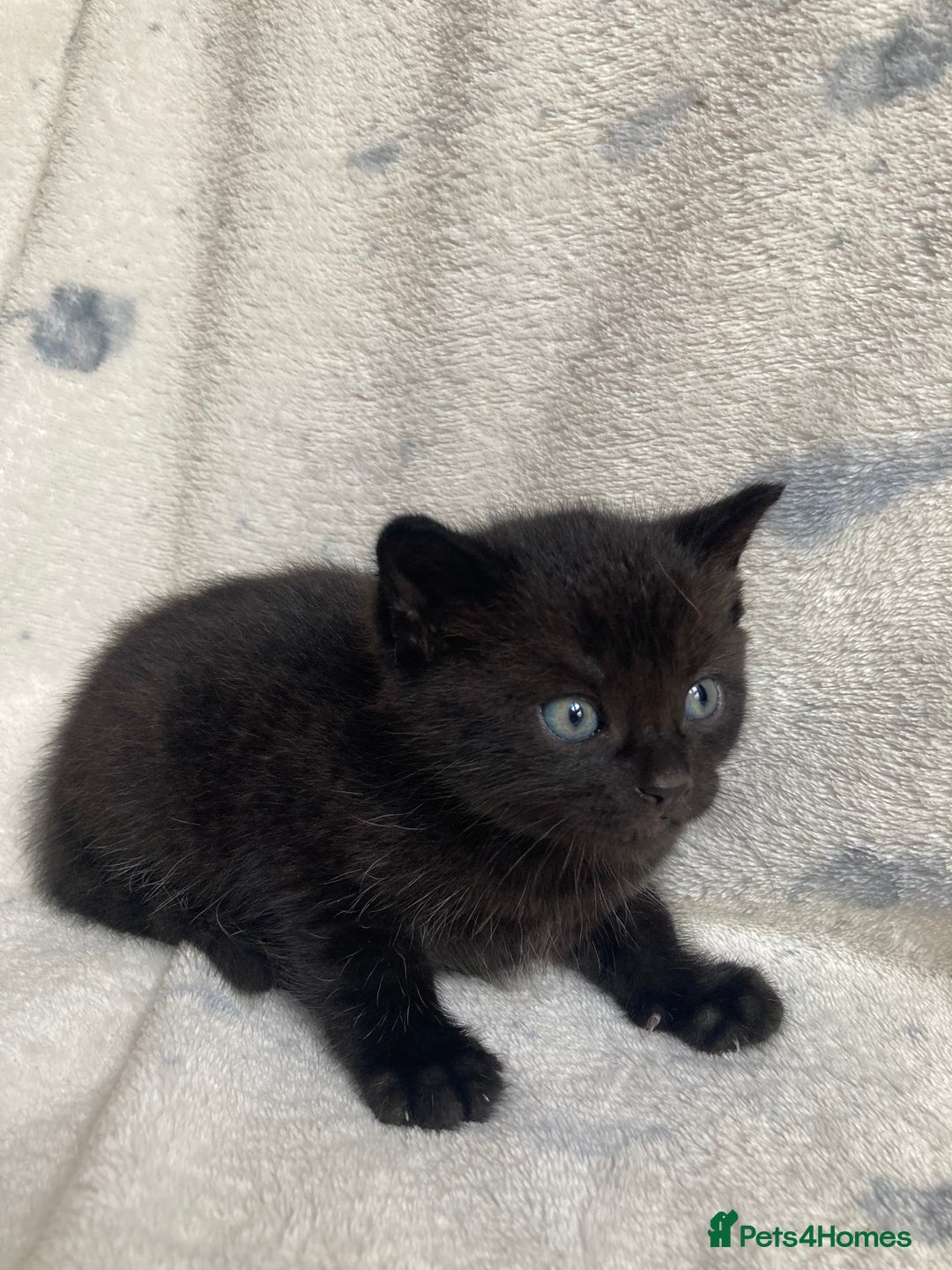 Maine Coon cats for sale: Maine coon  - Advert 19