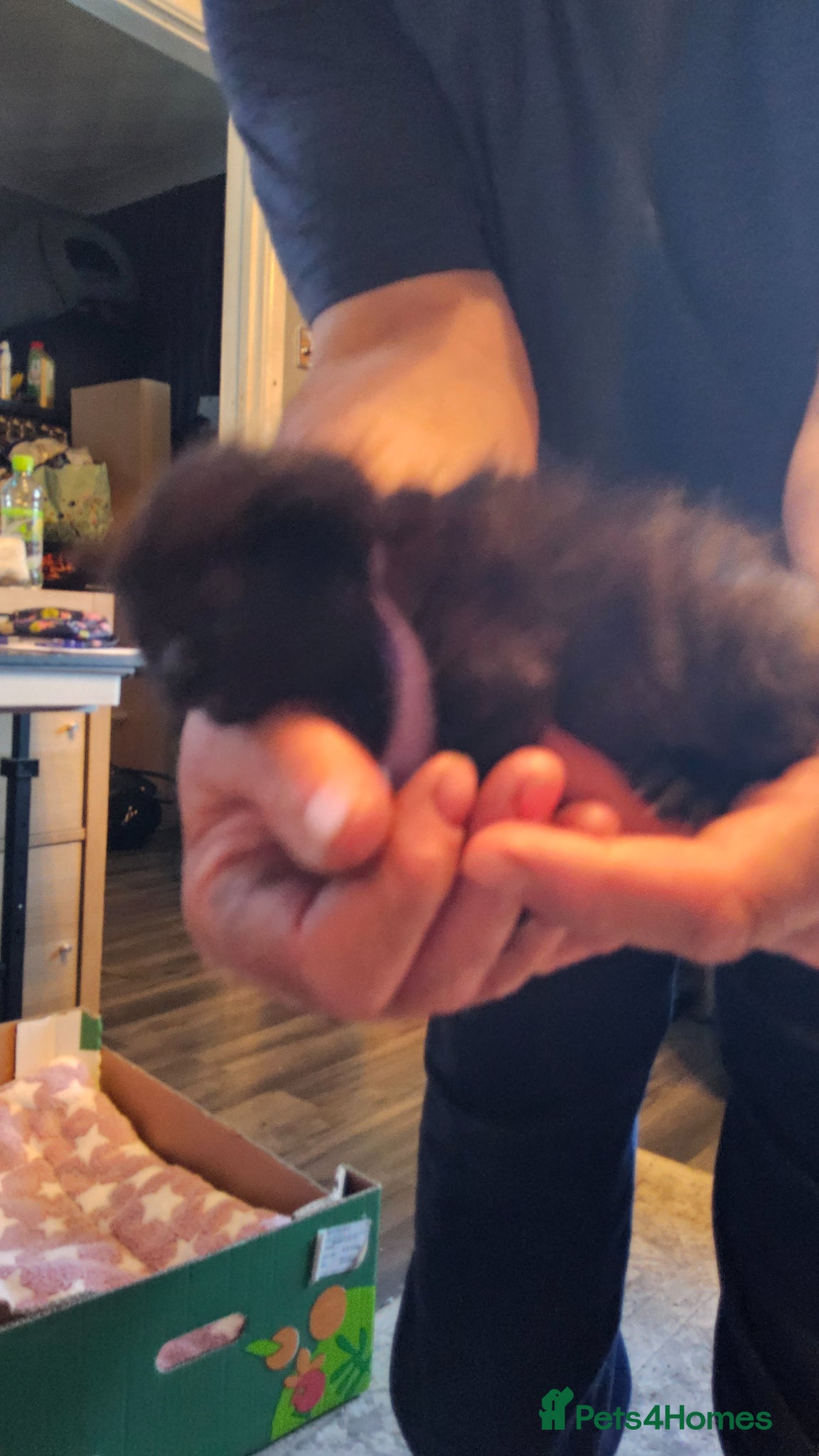 Mixed Breed cats 4 cute kittens  - Advert 11