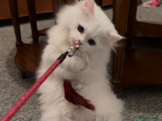 Munchkin cats V fluffy white short leg gorgeous Munchkin boy - Advert 2