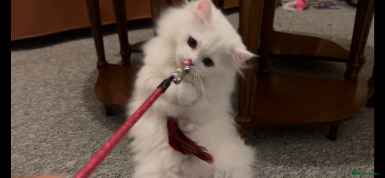 Munchkin cats - Advert 3