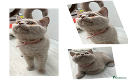 British Shorthair cats for sale: Last 3 Stunning BSH Girls Left!! - Image 1