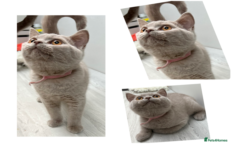 British Shorthair cats - Advert 2