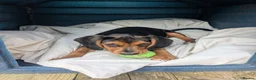 Bocker dogs for sale: Bocker little girl  in Darlington - Advert 4