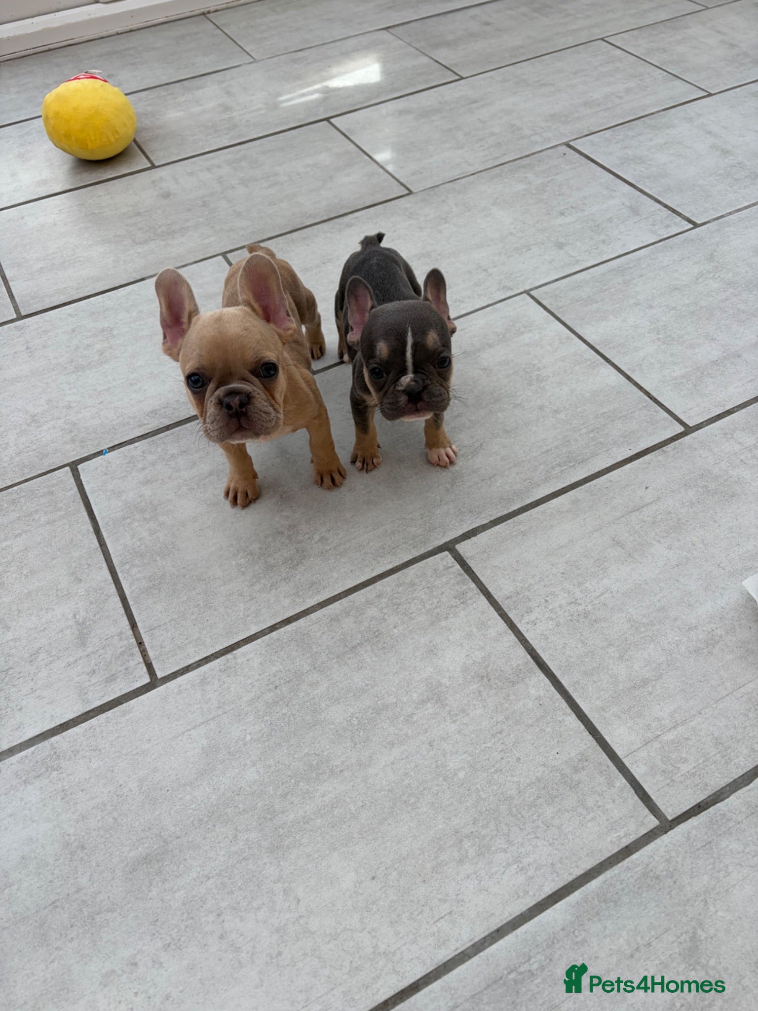 French Bulldog dogs French bulldog puppies 🐶 Ready now  - Advert 12