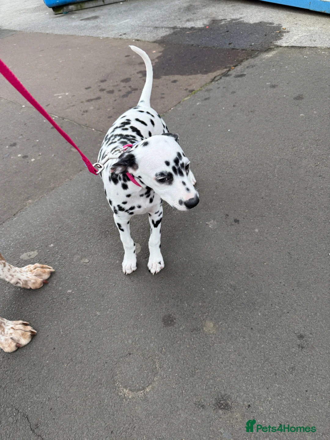 Dalmatian dogs for sale: Royal KC Registered Dalmatian Puppy (Female) - Advert 2