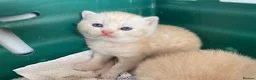 British Shorthair cats for sale: British shorthair kittens for sale  in West Bromwich - Advert 6