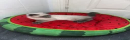 Ragdoll cats for sale: Ragdoll kittens2boy 1 girl £325 - Advert 9