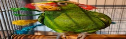 Parrots birds for sale: Baby White Fronted Amazon Parrot Hand Reared - Advert 7