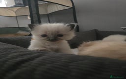 Ragdoll cats for sale: Ragdol KITTENS 😸 ♥️  - Image 19