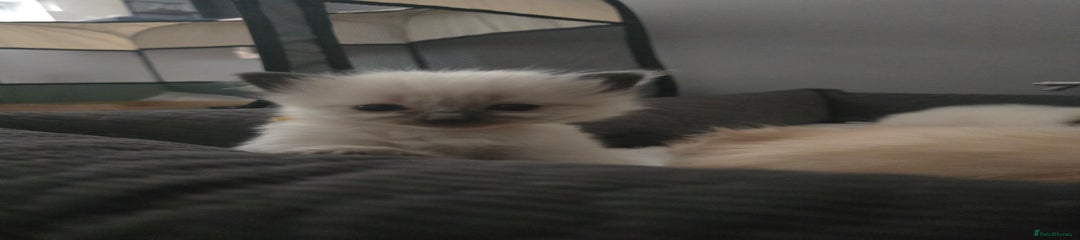 Ragdoll Kitten 4