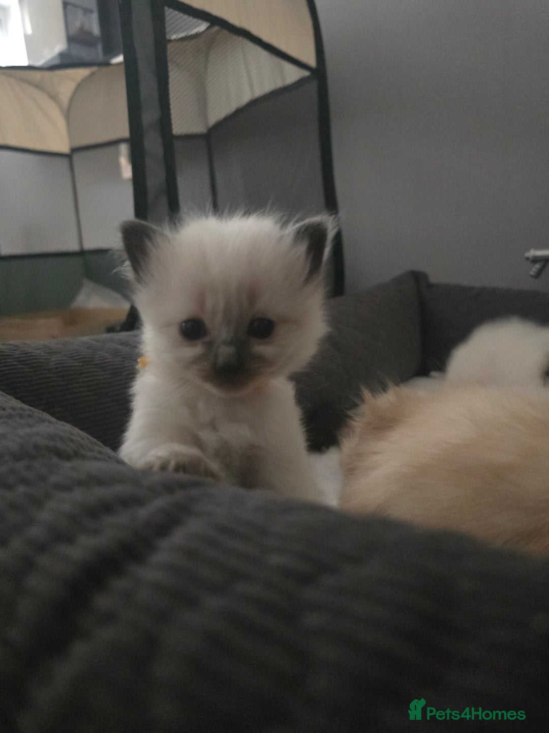 Ragdoll cats for sale: Ragdol KITTENS 😸 ♥️  - Image 19