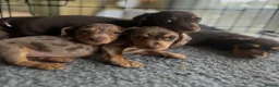 Dachshund dogs for sale: GORGEOUS DAPPLE DACHSHUNDS 8 WEEK OLD   - Advert 3