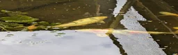 Koi Carp fish for sale: 3 Stunning Koi carp  - Advert 5