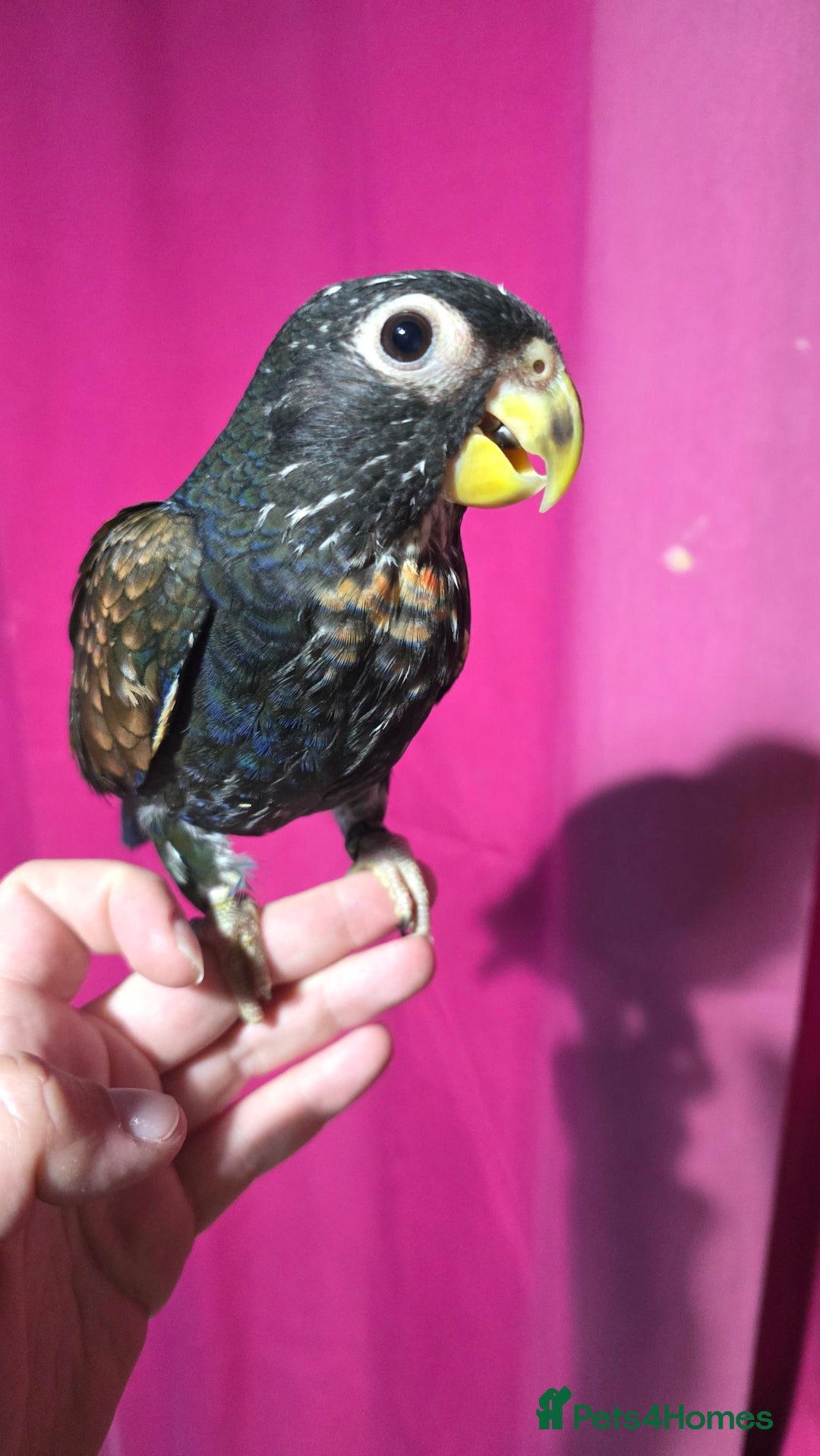 Parrots birds for sale: Bronze winged pionus - hand reared - Image 2
