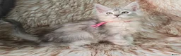 Maine Coon cats for sale: Ready now Maine Coon x2 boys - Advert 3