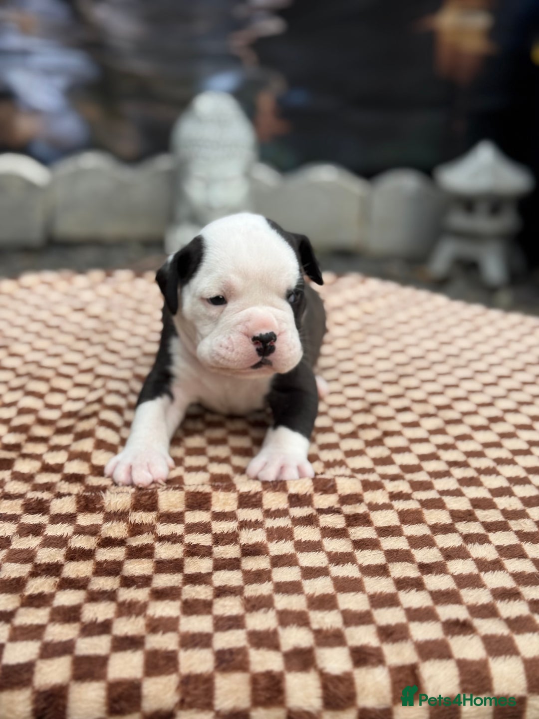 Old Tyme Bulldog dogs for sale: Old Tyme Bulldog Puppies - Both Parents Our Pets - Image 6