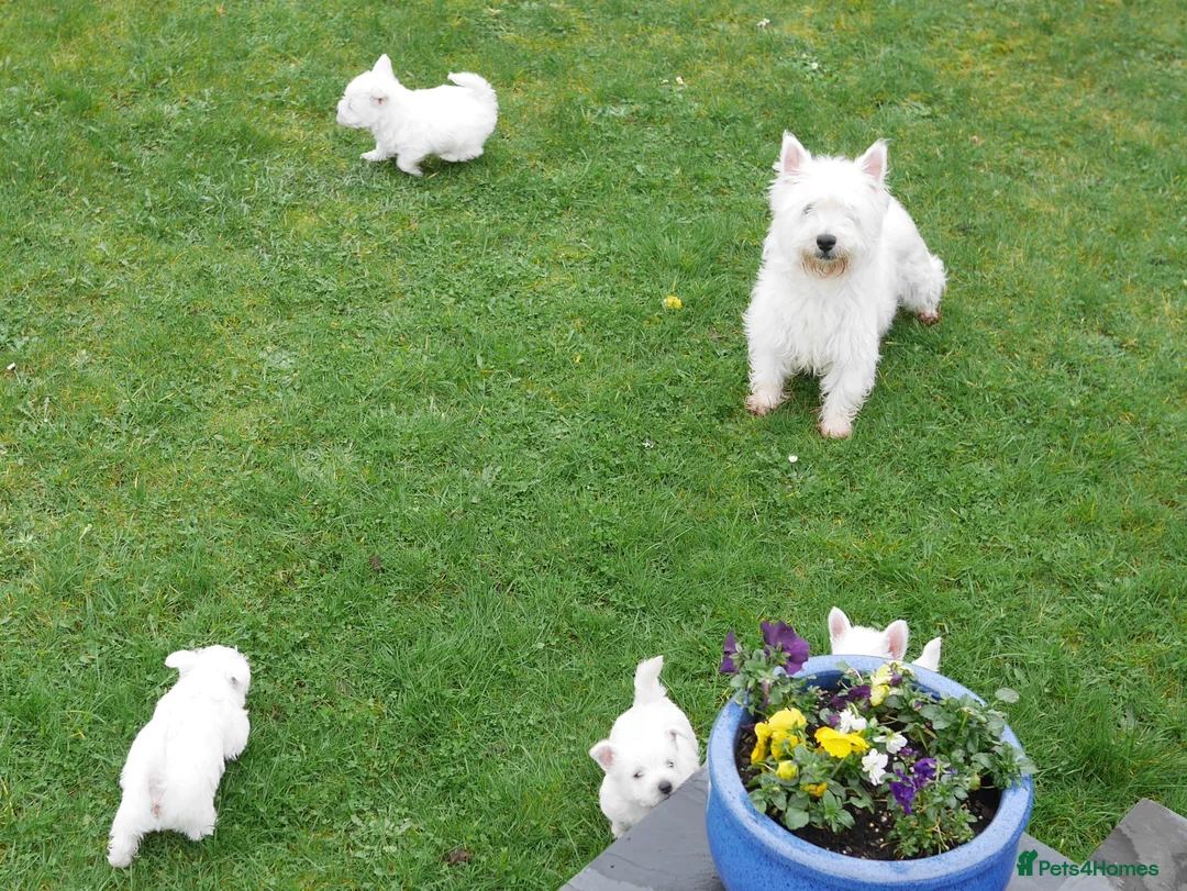 West Highland Terrier dogs for sale: Stunning West Highland Terrier Puppies - Advert 18