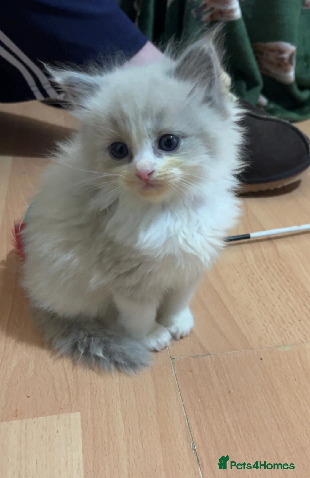 Ragdoll cats Full pedigree Mink & Sepia ragdoll kittens  - Advert 5