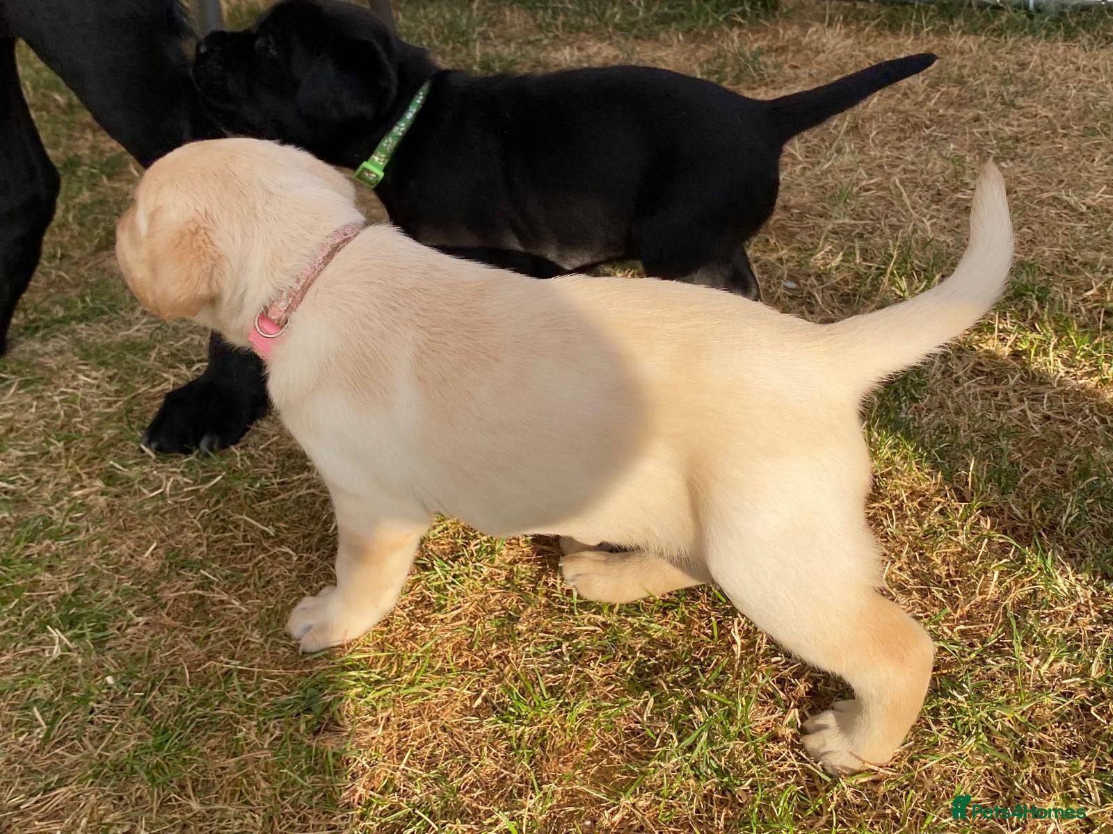 Labrador Retriever dogs Lovely Creamy Yellow Girls - Advert 10
