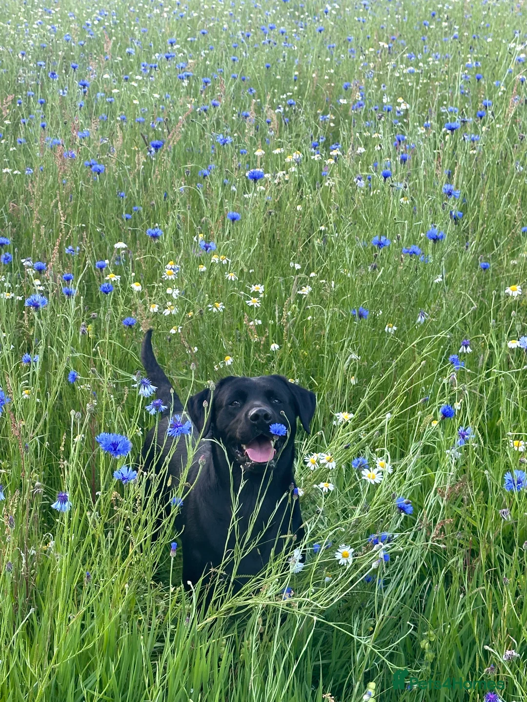 Labrador Retriever dogs for stud: For stud  in Market Drayton - Advert 12