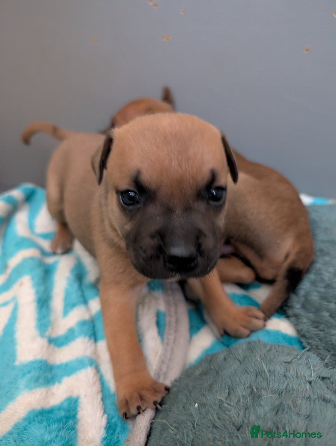 Staffordshire Bull Terrier dogs for sale: Stunning Staffordshire bull terrier puppies  - Advert 4