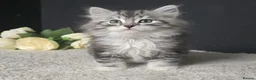 Siberian cats for sale: Siberian kittens looking for new homes  - Advert 3