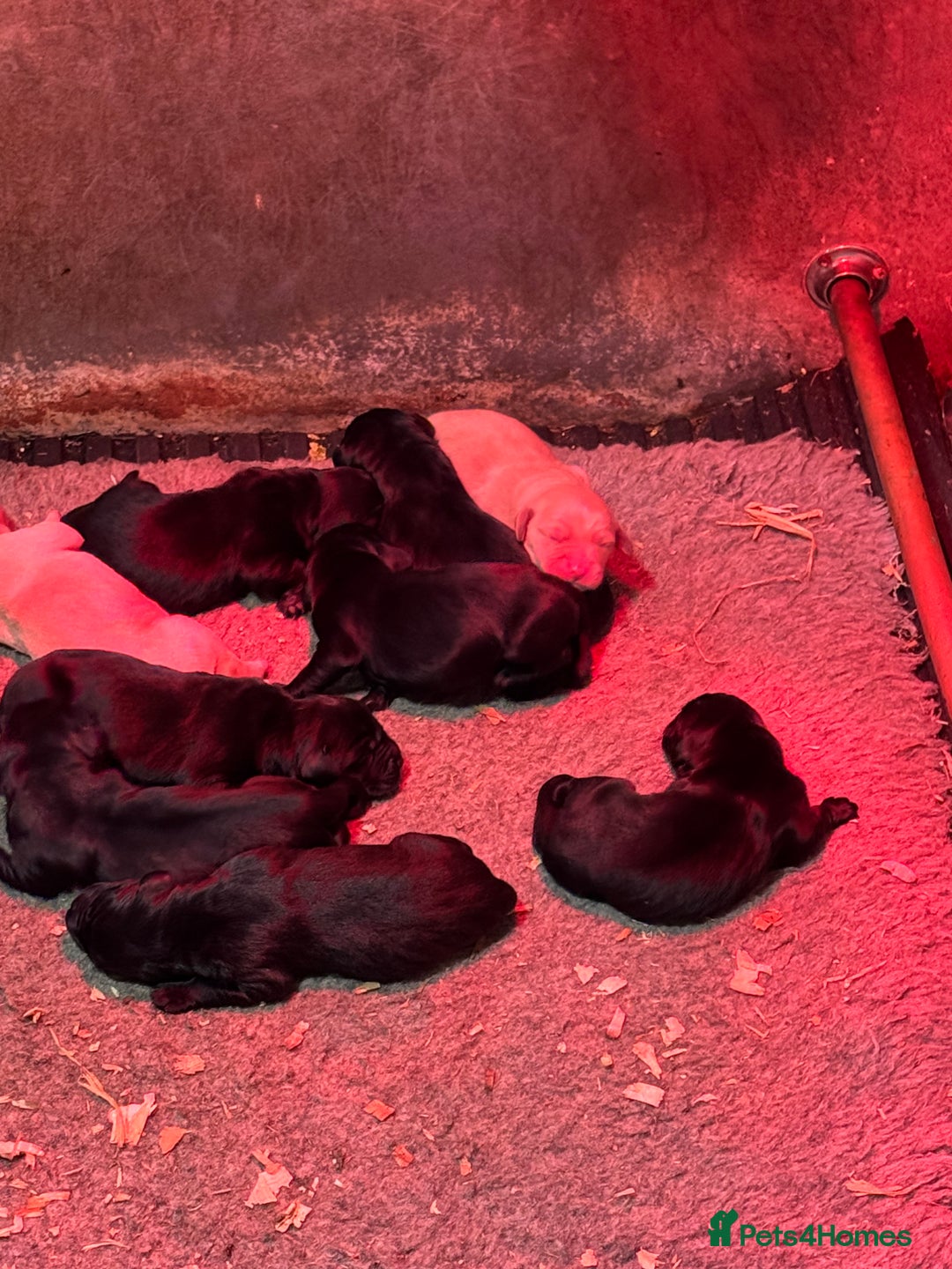 Mixed Breed dogs for sale: Fabulous Black Gold Retrievers - Image 2